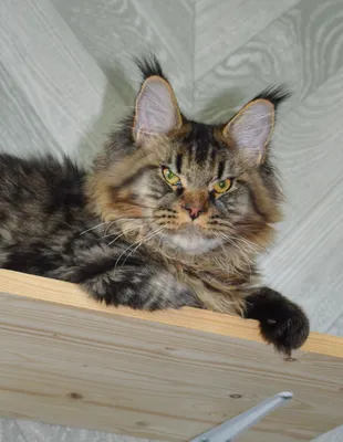 Maine Coon kitten