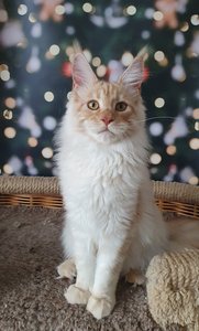 Maine Coon kitten Красный дым MCO ds  Boy - photo 5