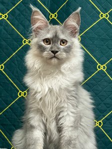 Котенок мейн-кун Черный дым MCO ns  Мальчик - фото 3