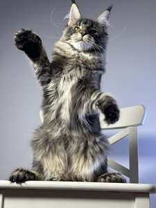 Котенок мейн-кун Черный с  тикингом MCO n 25 Девочка - фото 3